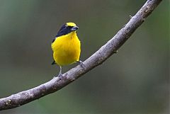 Thick-billed Euphonia